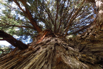 Low angle view of tree trunk in forest