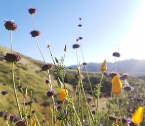 Close-up of yellow poppies blooming on field against sky