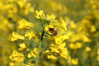 Close-up of insect on yellow flower