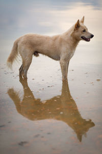 Dog looking away on beach