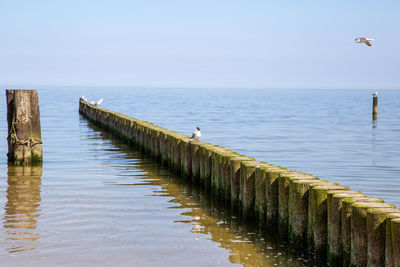 View of seagulls on pier