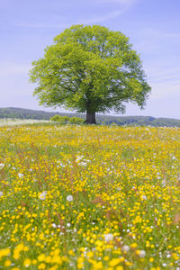 Scenic view of oilseed rape field against sky