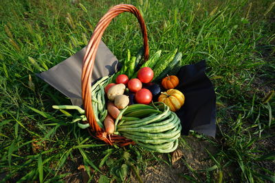 High angle view of fruits in basket on field