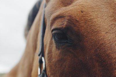 Close-up of a horse