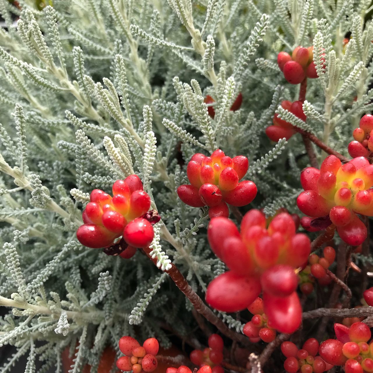 CLOSE-UP OF FROZEN RED BERRIES IN WINTER