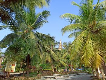 Low angle view of palm trees against clear sky