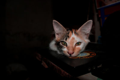 Close-up portrait of cat at home