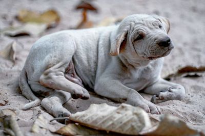 Dog on sand