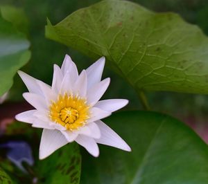 Close-up of lotus water lily
