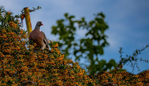 Low angle view of bird perching on tree
