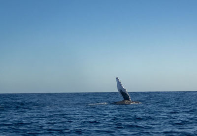 Humpback whale