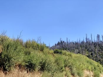 Plants growing on land against clear blue sky