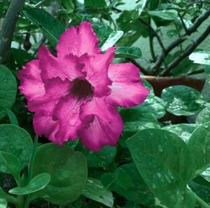 Close-up of flower blooming outdoors