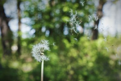 Close-up of dandelion flower