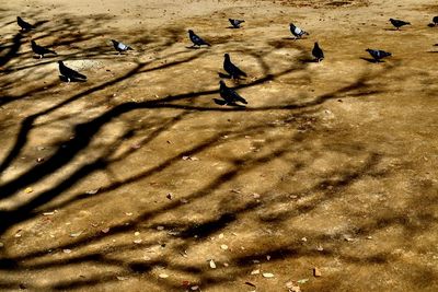 Bird in water