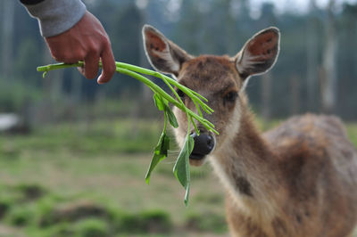 Deer feeder