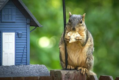 Portrait of squirrel eating food on railing