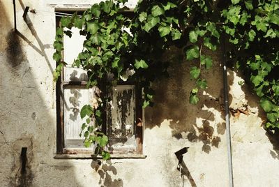 Ivy growing on tree in city
