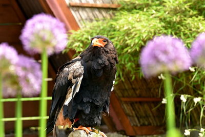 Close-up of sparrow perching on flower