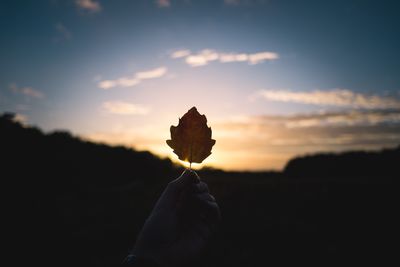 Close-up of hand holding flower against sky at sunset