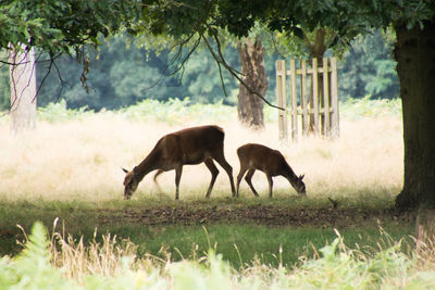 Horses in a forest