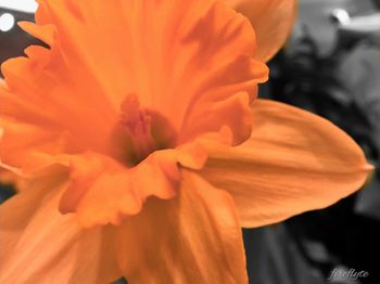 Close-up of orange flower