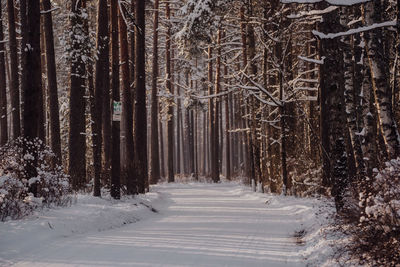 Pine trees in forest during winter