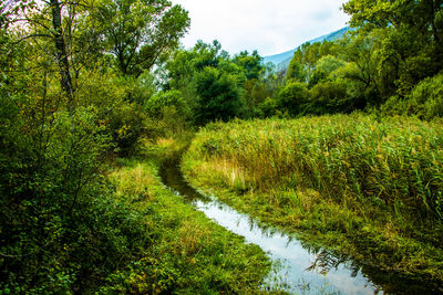 Marshy path among the reeds on the banks of the revine lakes, treviso, italy