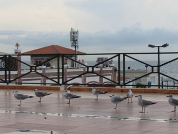 Flock of birds in flight against building