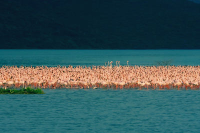 View of birds in lake