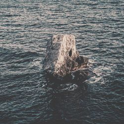 High angle view of lizard on rock in sea