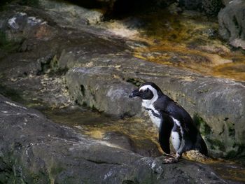 High angle view of penguin on rocks at shore