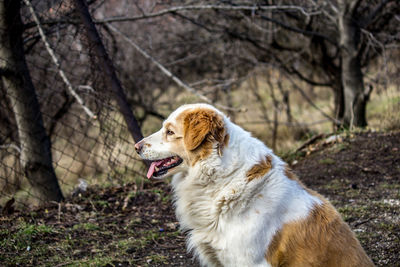 Side view of a dog looking away