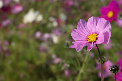 Close-up of pink cosmos flowers blooming outdoors