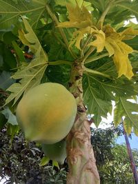 Low angle view of oranges growing on tree