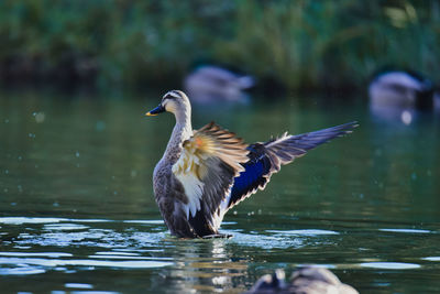 Duck swimming in lake