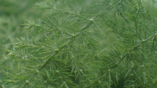 Full frame shot of green leaves