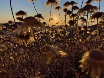 Close-up of dandelion on field against sky during sunset