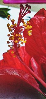 Close-up of red flowering plant