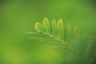 Close-up of fern leaves