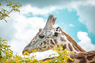 Low angle view of giraffe against sky