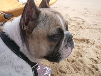 Close-up of dog looking away