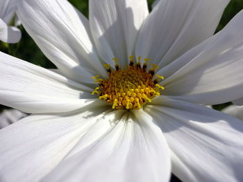 Macro shot of white daisy flower