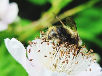 Close-up of bee pollinating flower