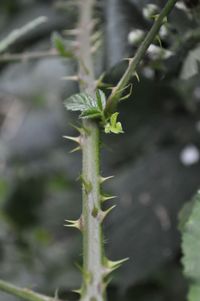 Close-up of fresh green plant