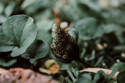 Close-up of plant