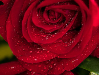 Close-up of wet rose