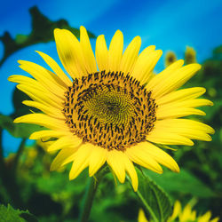 Close-up of sunflower