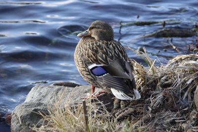 Bird perching on lakeshore