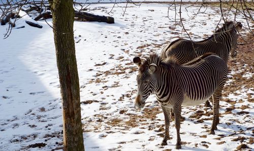 Zebras standing on snow field during winter